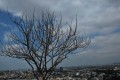 Guayaquil desde el mirador de Bellavista. A su costado un árbol de Palo Santo.