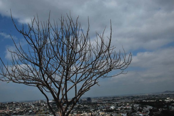 Guayaquil desde el mirador de Bellavista. A su costado un árbol de Palo Santo.