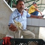 Marcelino Crespin, de 57 años, agarra una jaiba macho para enseñarla al público que acude al mercado Caraguay. "Hay que saber como cogerlas de atrás para evitar las tenazas".