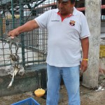 Enrique Robles muestra las jaibas que compra en la Caraguay. Este crustáceo reemplaza al cangrejo durante la veda.